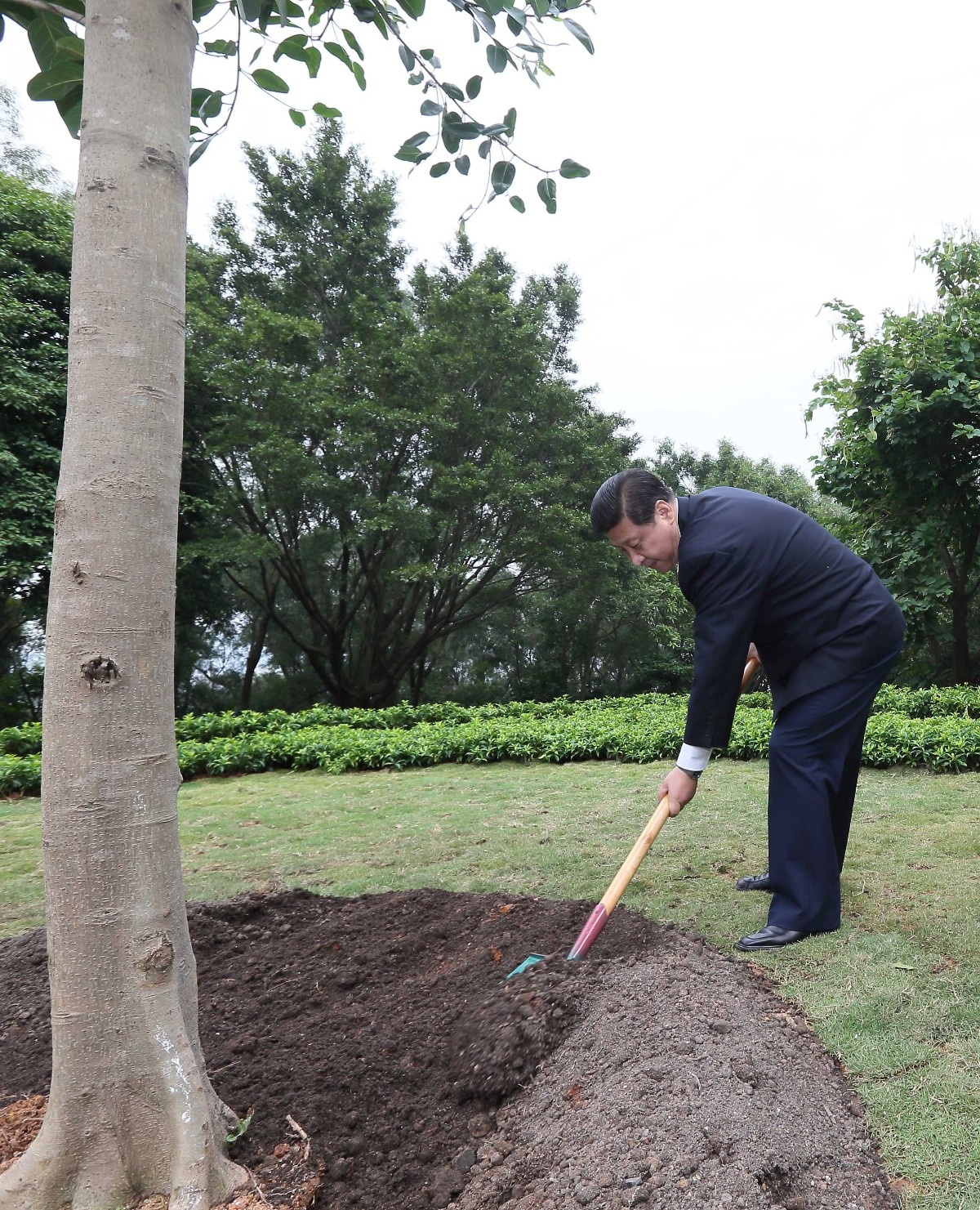2012年12月8日，習近平在深圳蓮花山公園種下一棵高山榕樹(shù)。