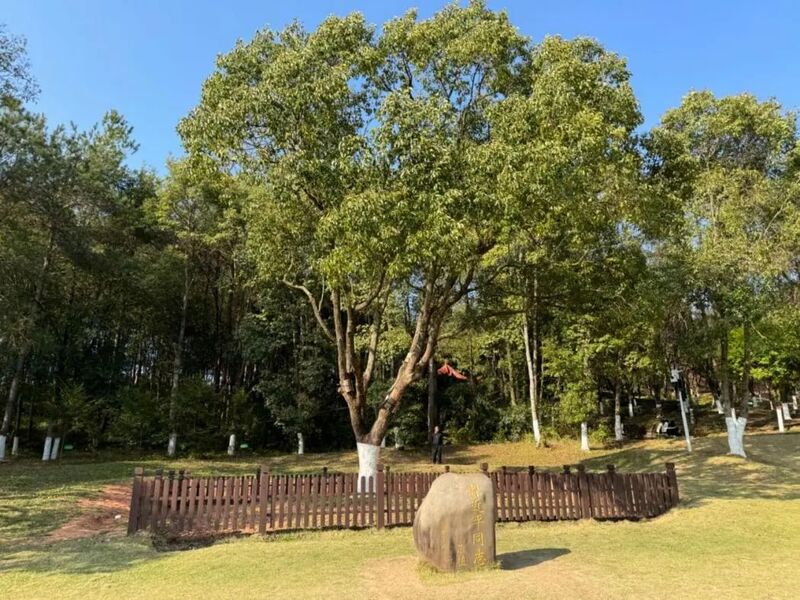 習近平同志為福建省長(cháng)汀縣水土保持科教園捐種的香樟樹(shù)。圖源：學(xué)習時(shí)報