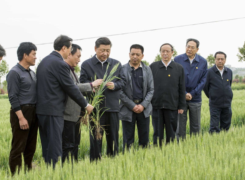 2016年4月25日下午，習近平在安徽滁州市鳳陽(yáng)縣小崗村察看小麥長(cháng)勢。左一為種糧大戶(hù)程夕兵。新華社記者 李學(xué)仁 攝